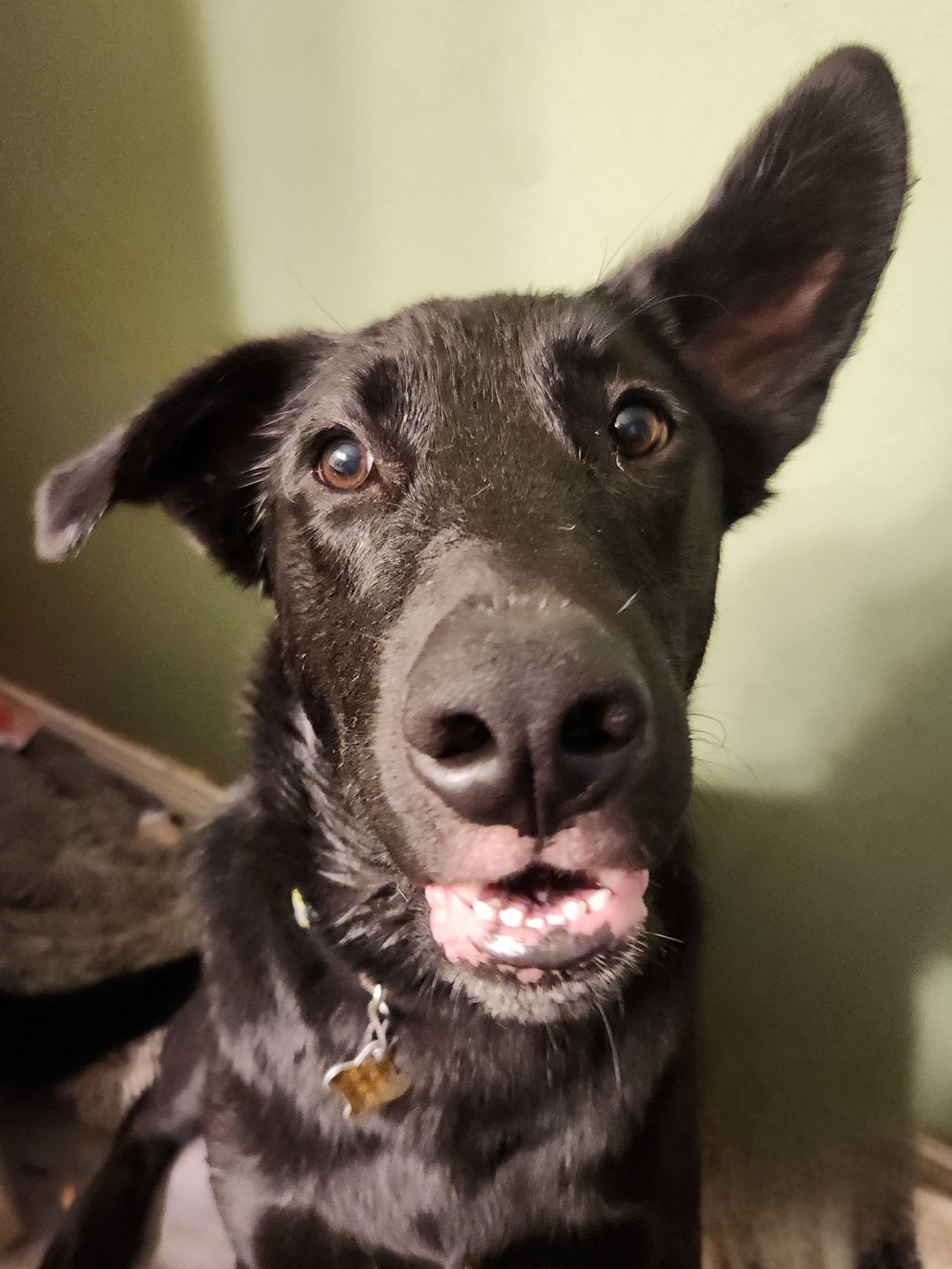 Reginald Dwight, a Adoptable Labrador Retriever in Salt Lake City, UT image 2/3