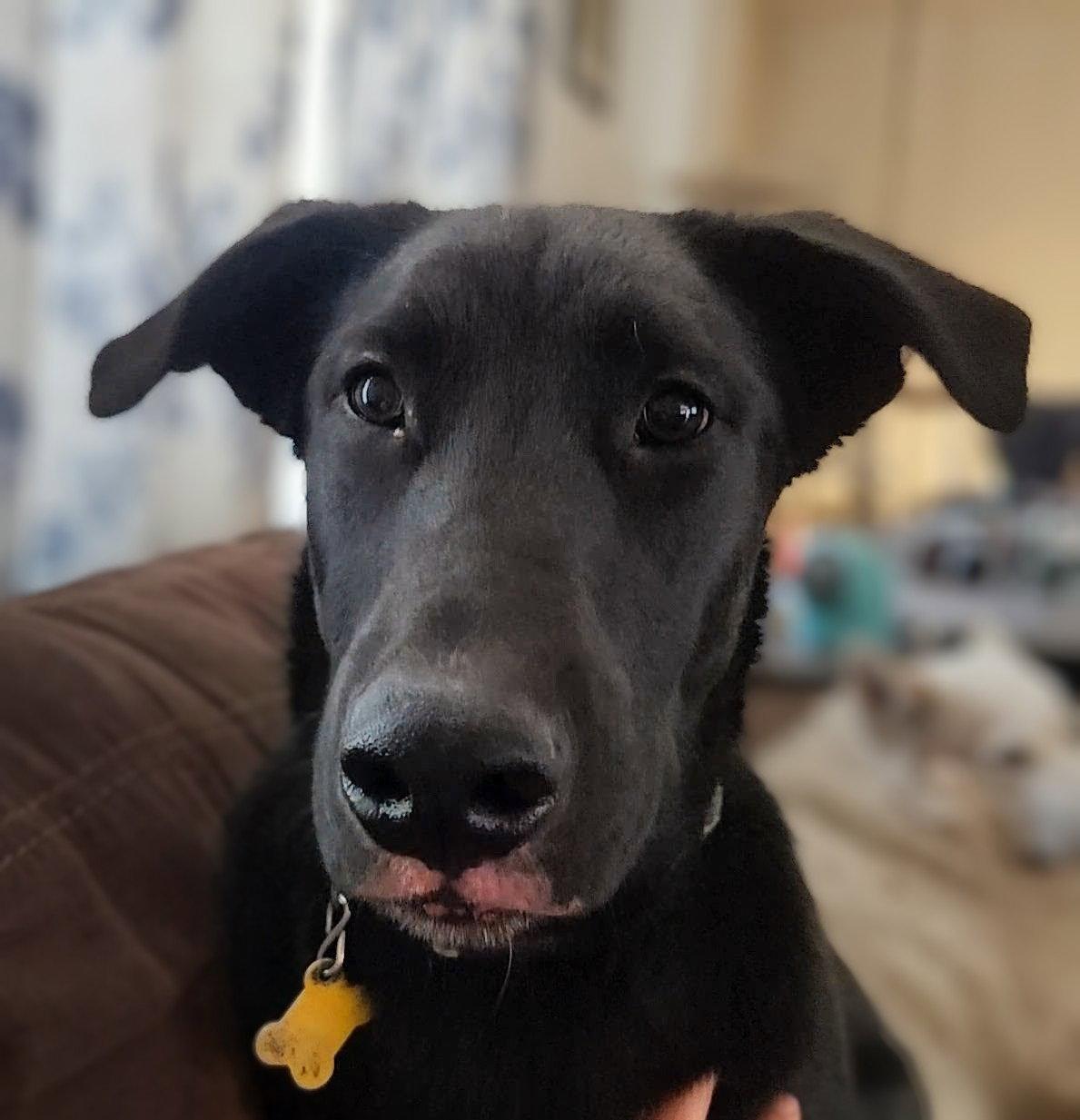 Reginald Dwight, a Adoptable Labrador Retriever in Salt Lake City, UT image 3/3