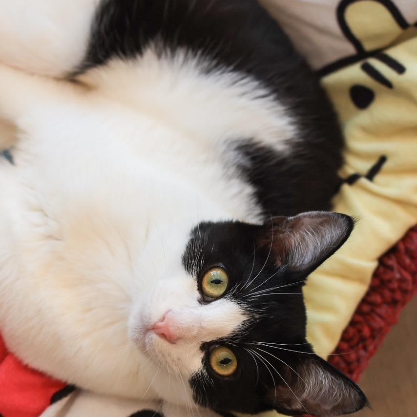 Nelson — thumbnail 3