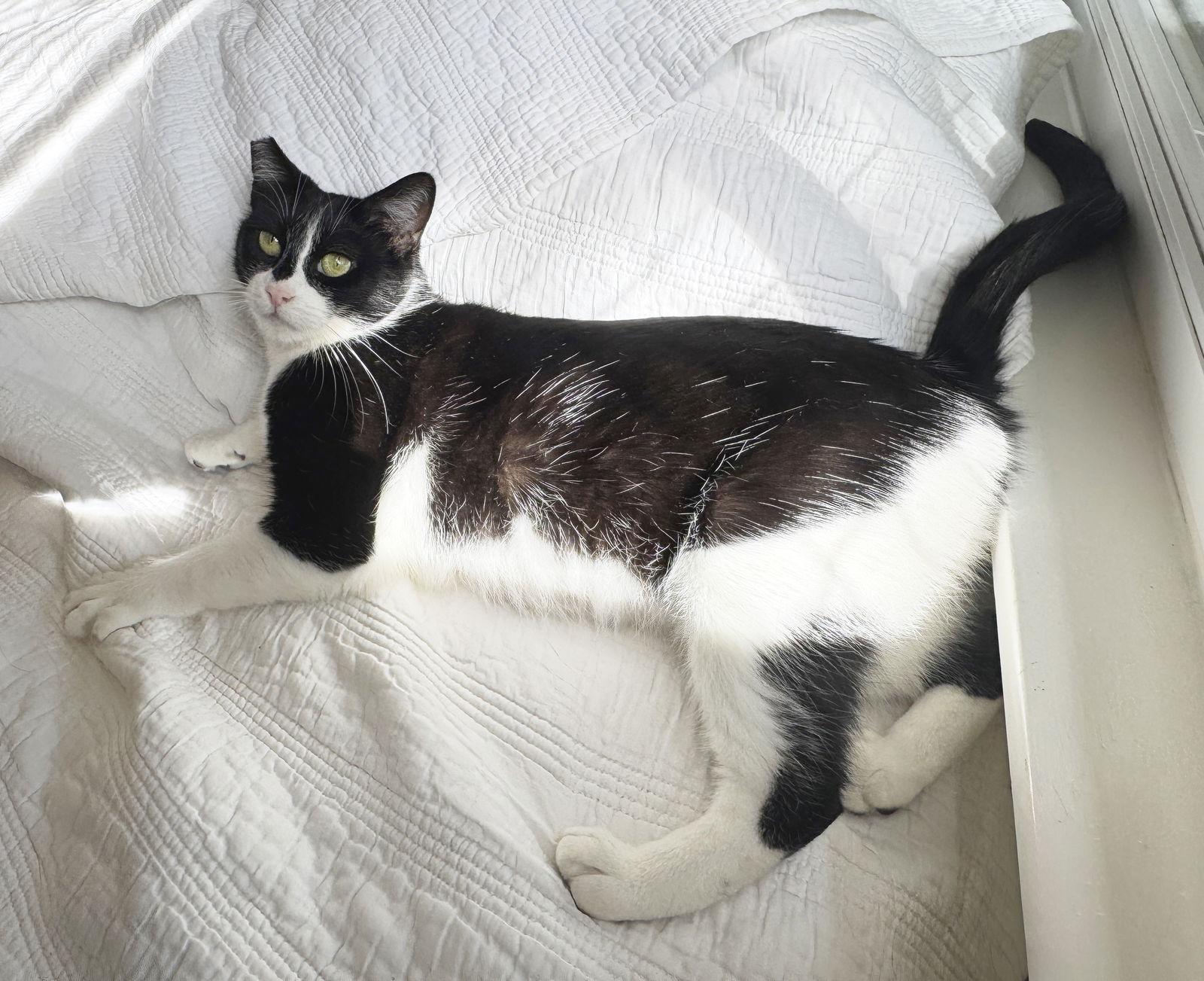 Betty Lou, a Adoptable Tuxedo in Alameda, CA image 1/3