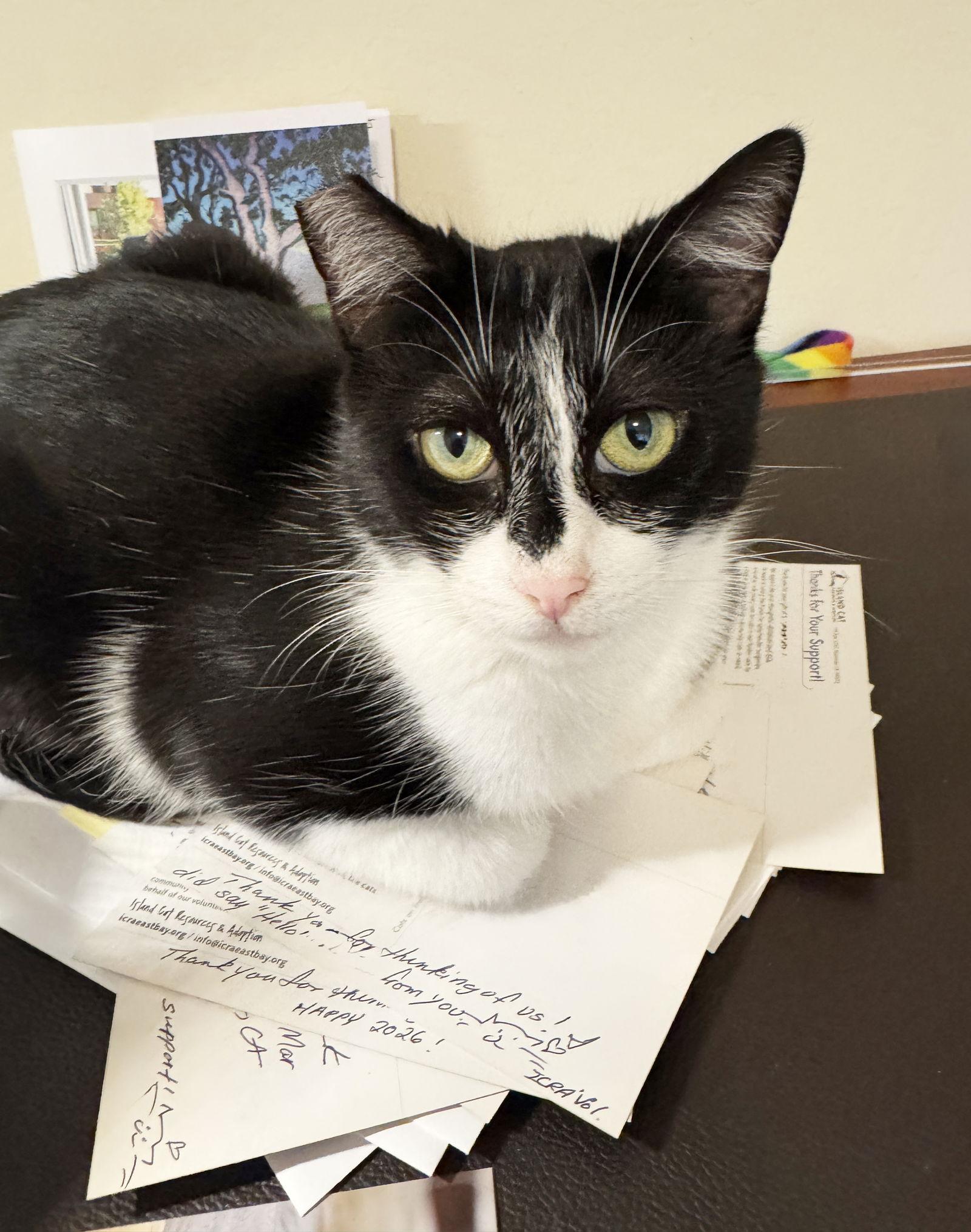 Betty Lou, a Adoptable Tuxedo in Alameda, CA image 2/3