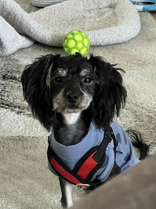 Enlarge Jett, an adopted Yorkie Poo in Lodi, OH image 2/4