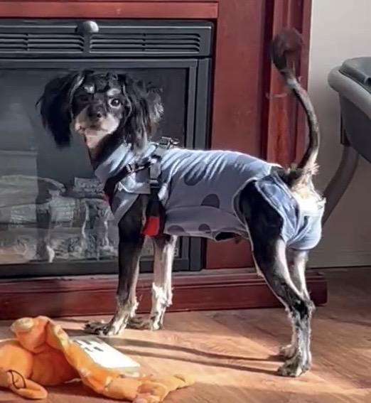 Jett, adopted, Young Male Yorkie Poo.