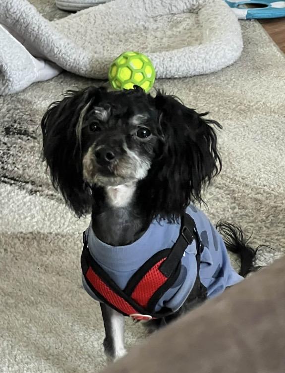 Enlarge Jett, an adopted Yorkie Poo in Lodi, OH image 3/4