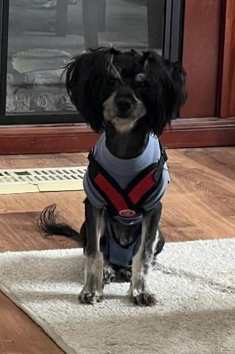 Enlarge Jett, an adopted Yorkie Poo in Lodi, OH image 4/4