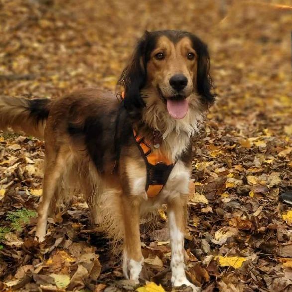 Dexter, a Adoptable mixed breed in Chatsworth, ON image 1/6