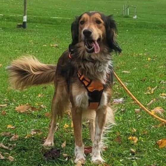 Dexter, a Adoptable mixed breed in Chatsworth, ON image 2/6