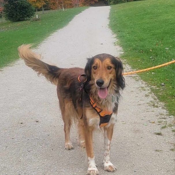 Dexter, a Adoptable mixed breed in Chatsworth, ON image 3/6