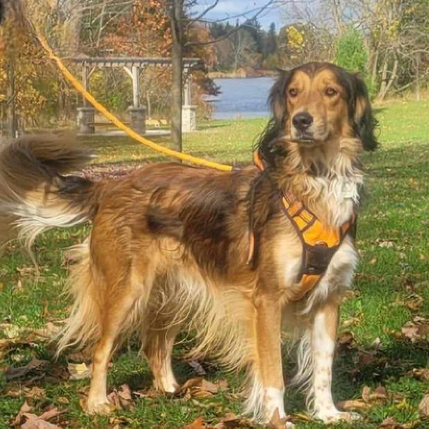 Dexter, a Adoptable mixed breed in Chatsworth, ON image 4/6