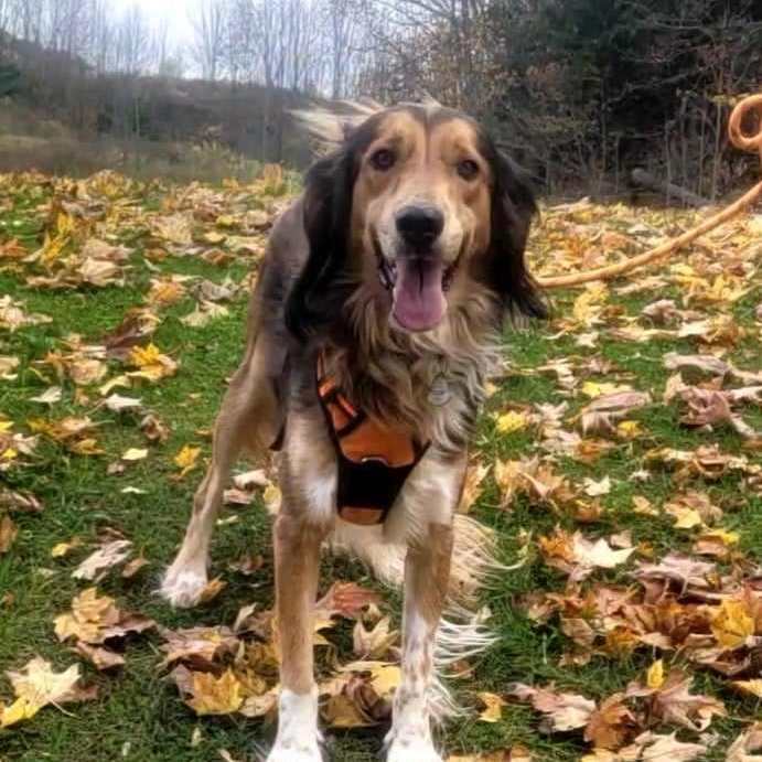 Dexter, a Adoptable mixed breed in Chatsworth, ON image 5/6