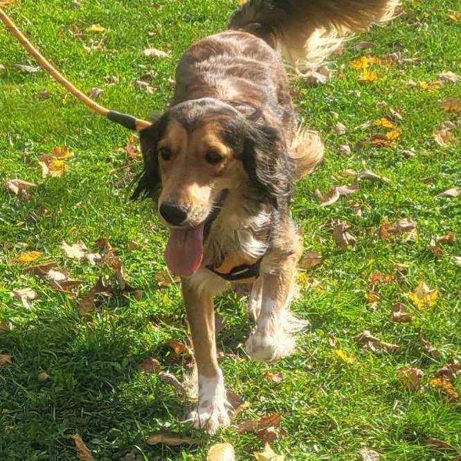 Dexter, a Adoptable mixed breed in Chatsworth, ON image 6/6