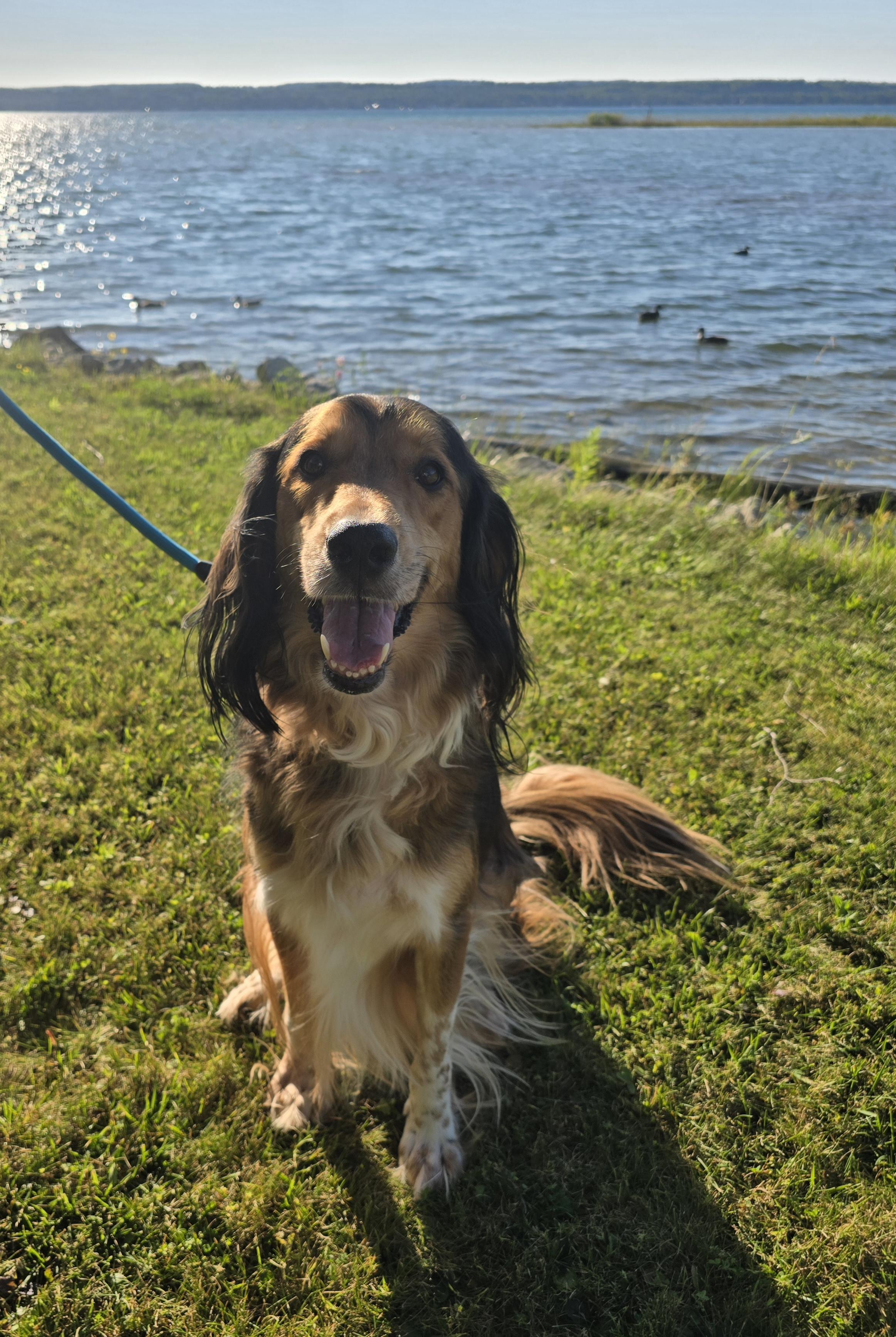 Dexter, Adoptable, Adult Male Mixed Breed.