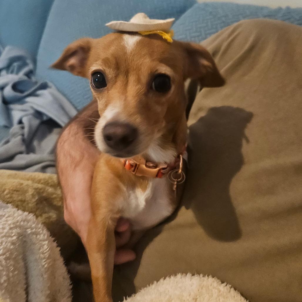 Dolly, Adoptable, Adult Female Chihuahua.