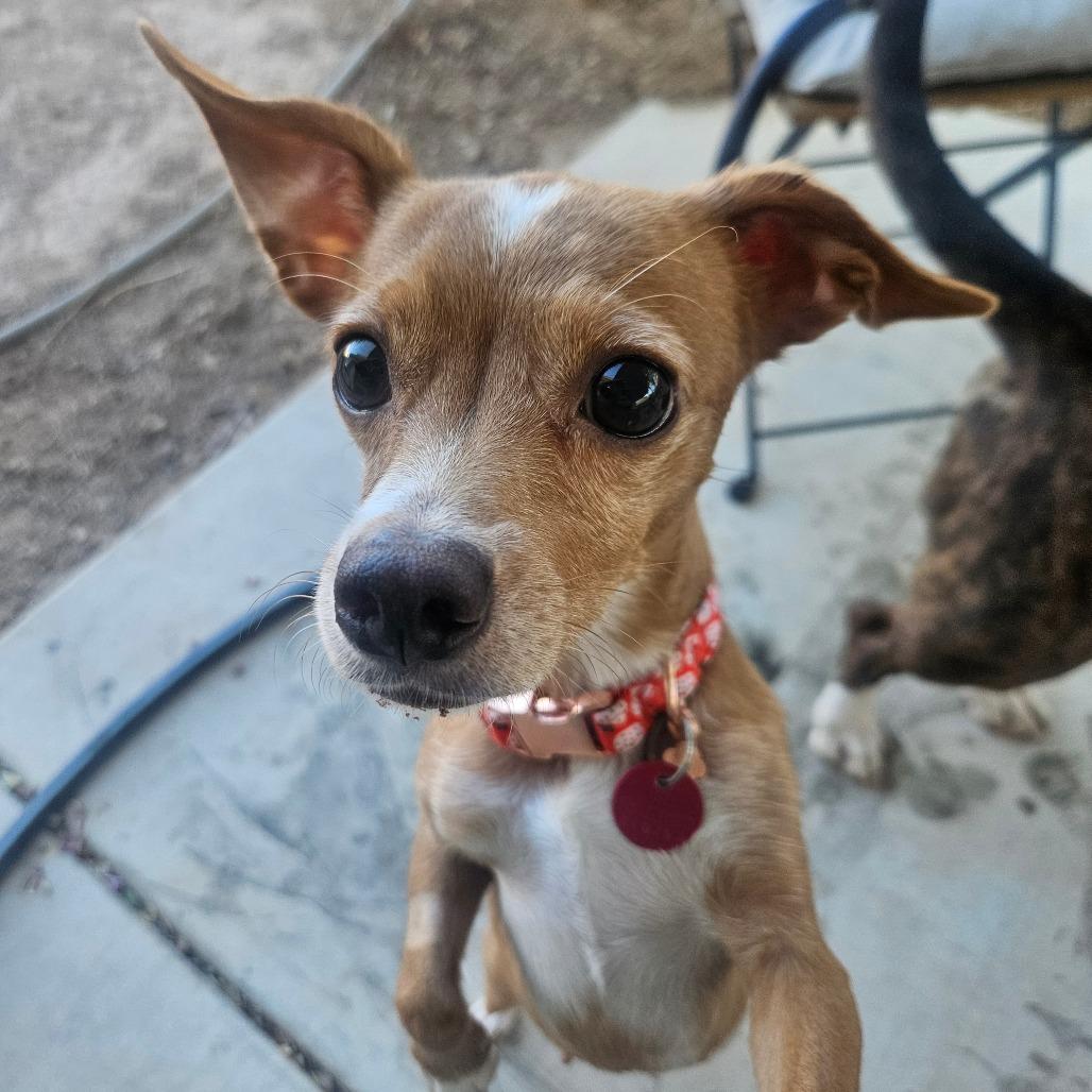 Enlarge Dolly, a Adoptable Chihuahua in Las Vegas, NV image 2/5