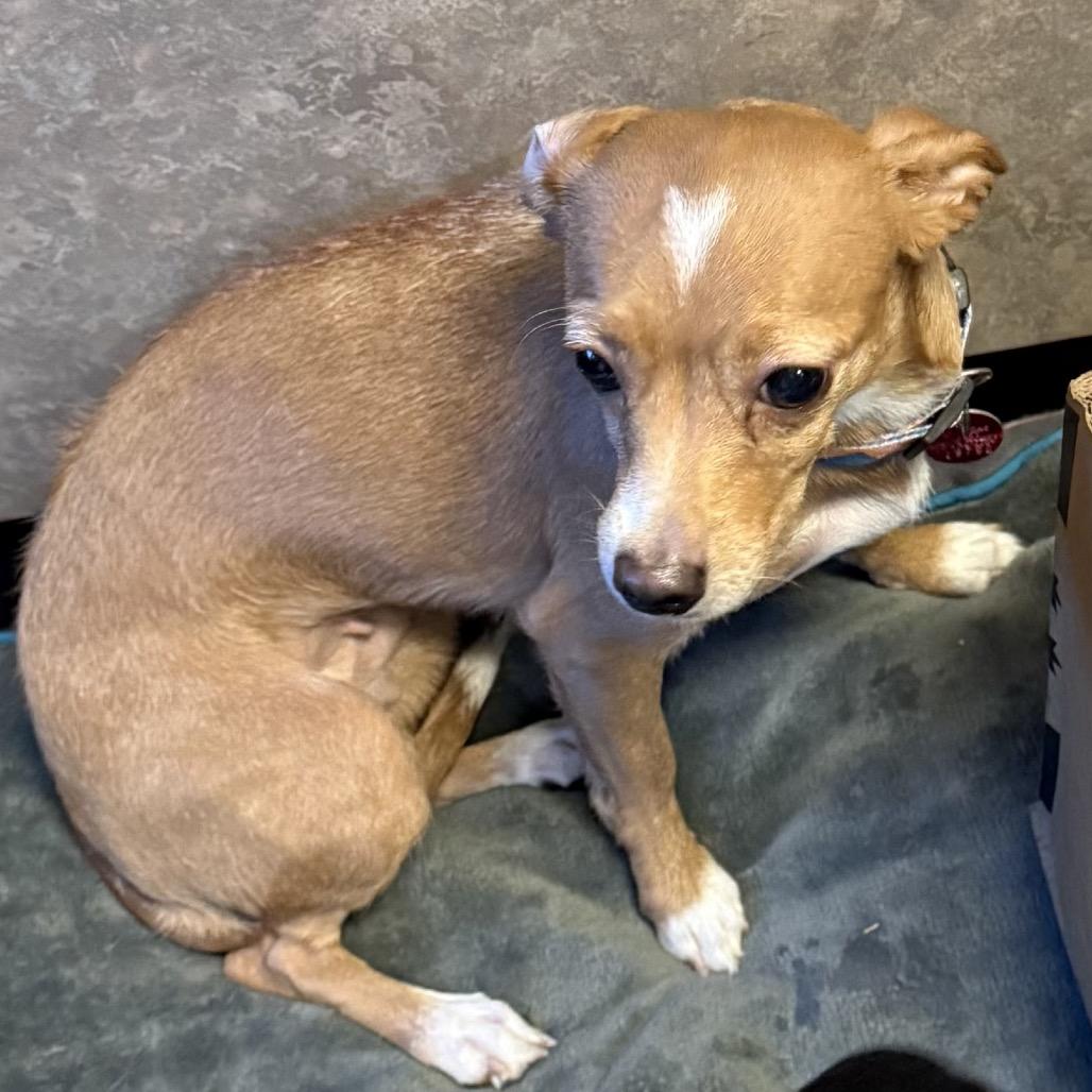 Enlarge Dolly, a Adoptable Chihuahua in Las Vegas, NV image 3/5