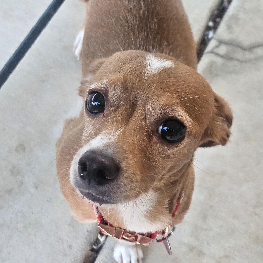 Enlarge Dolly, a Adoptable Chihuahua in Las Vegas, NV image 4/5