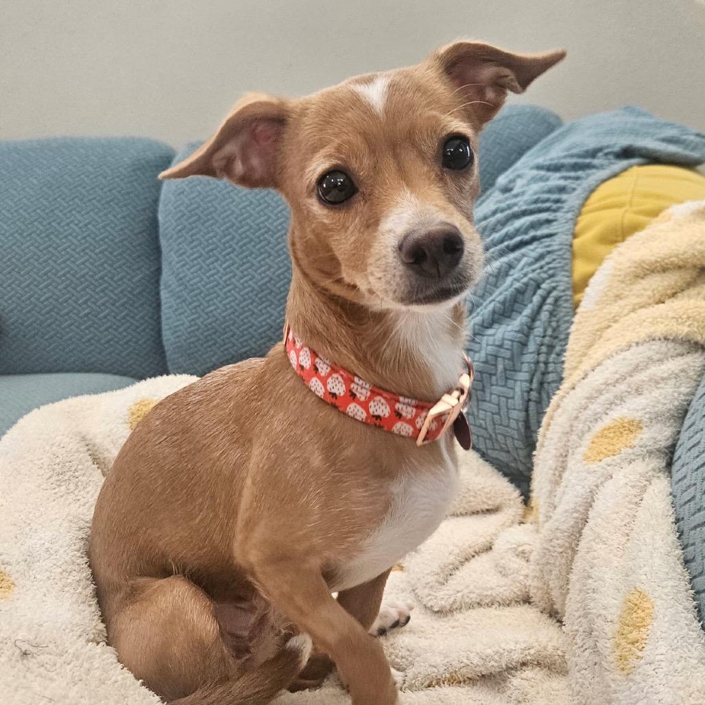 Enlarge Dolly, a Adoptable Chihuahua in Las Vegas, NV image 5/5
