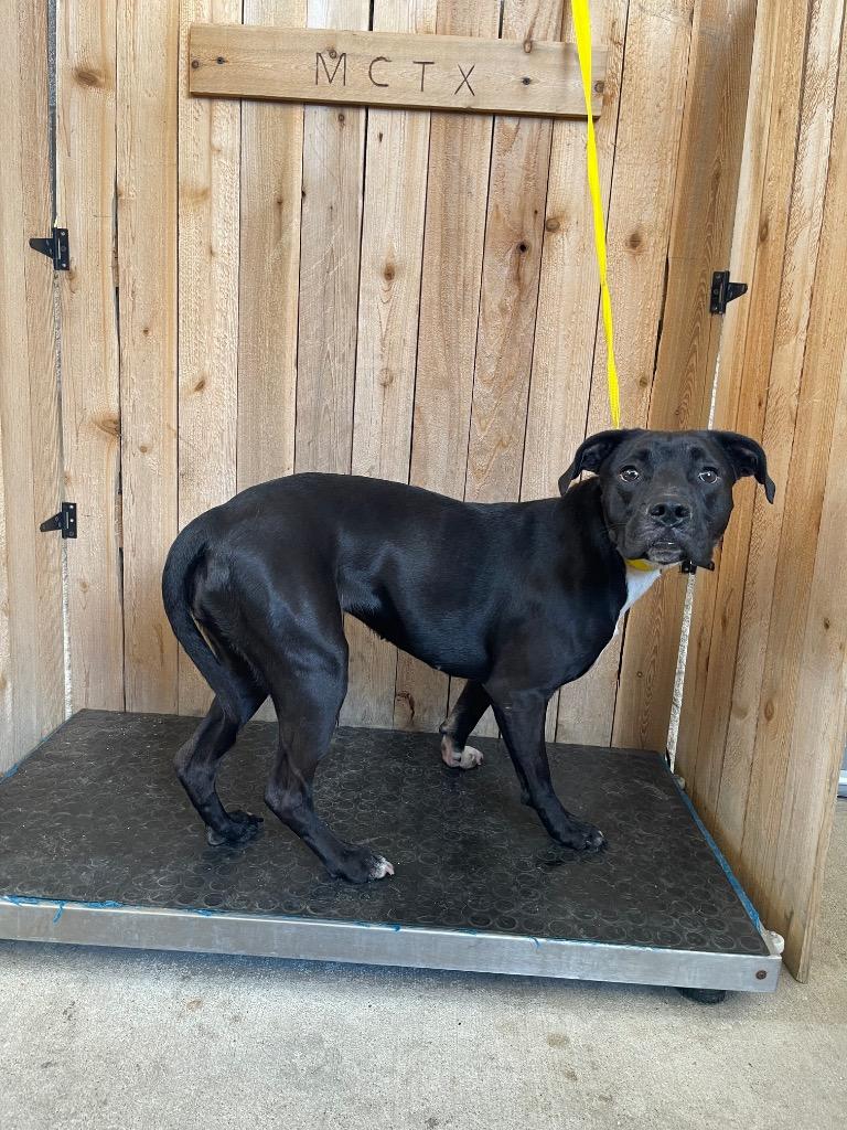 Mykel, Adoptable, Young Female Pit Bull Terrier.