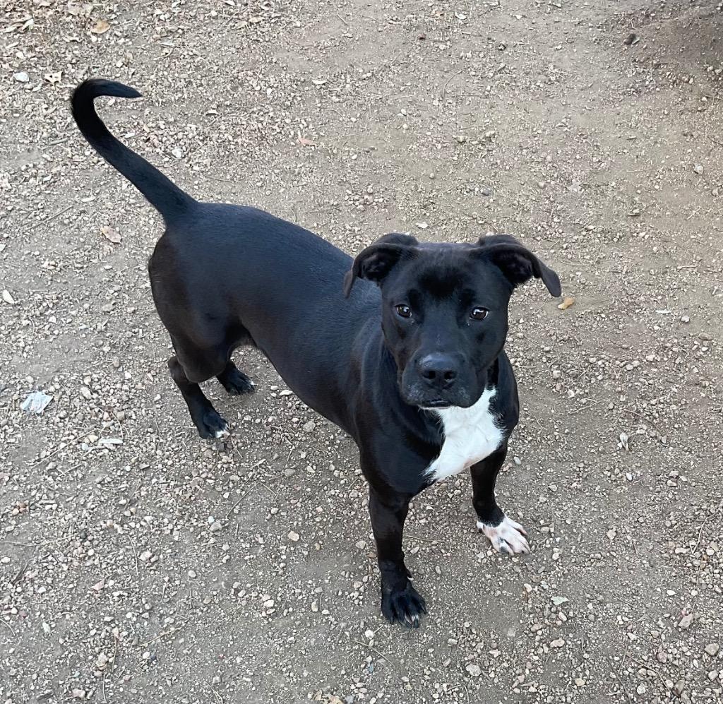 Enlarge Mykel, a Adoptable Pit Bull Terrier in Missouri City, TX image 2/2