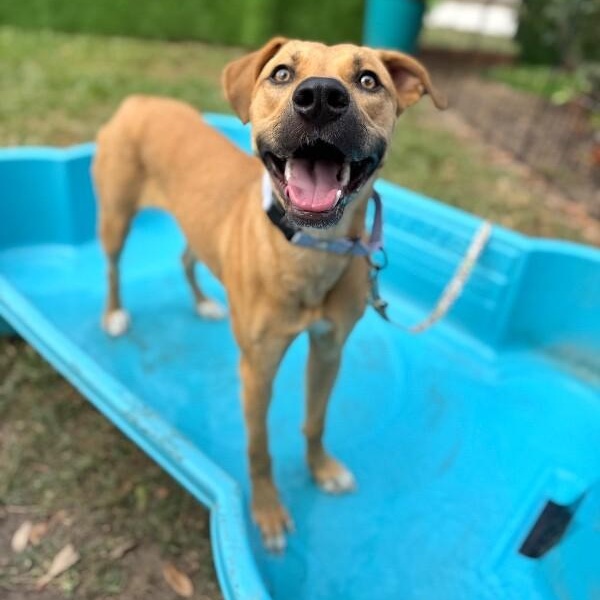 Bella Beauty Queen — thumbnail 3