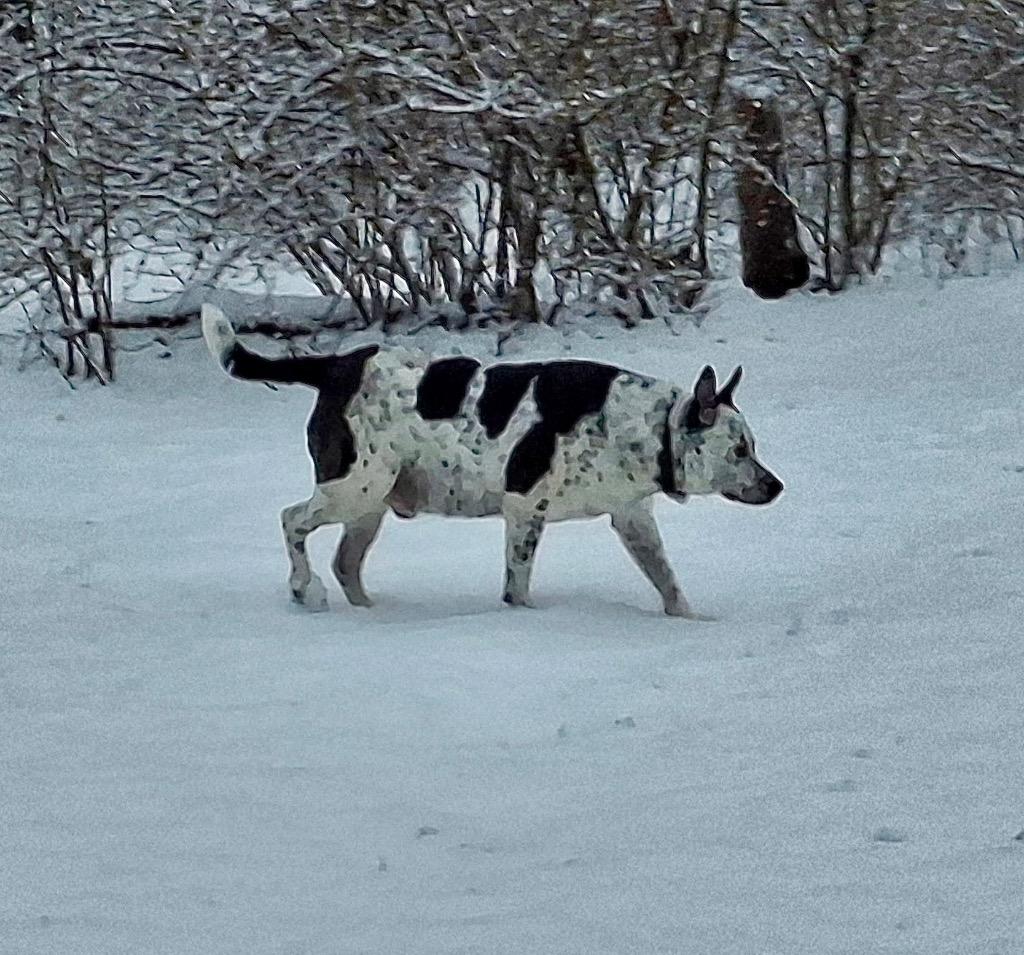 Lucky  Local thumbnail 4