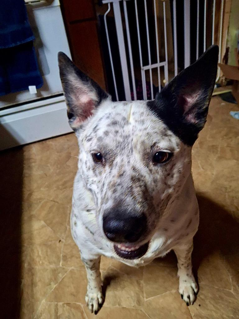 Lucky  Local thumbnail 6