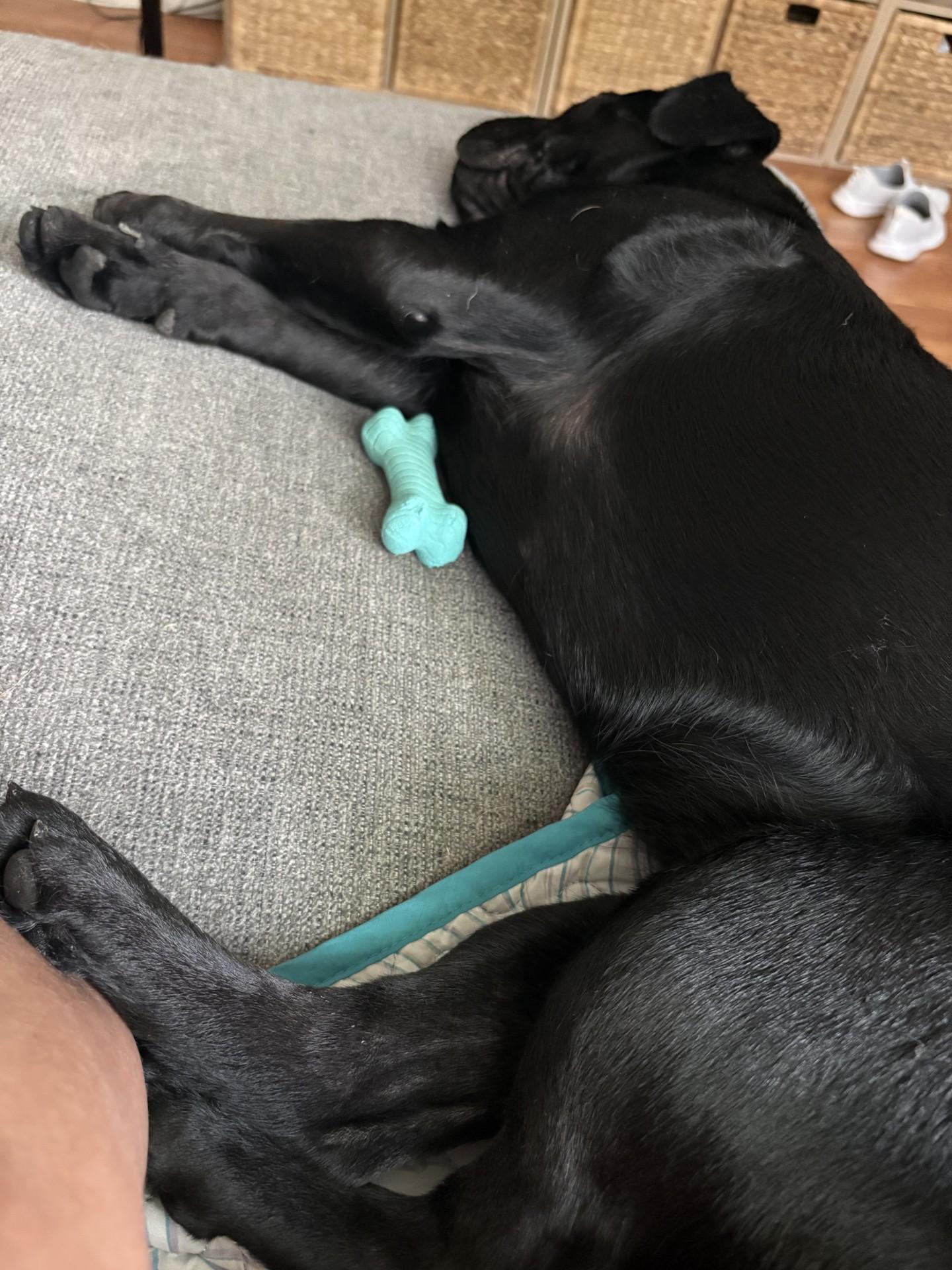 Sally, Adopted, Young Female Shar-Pei.