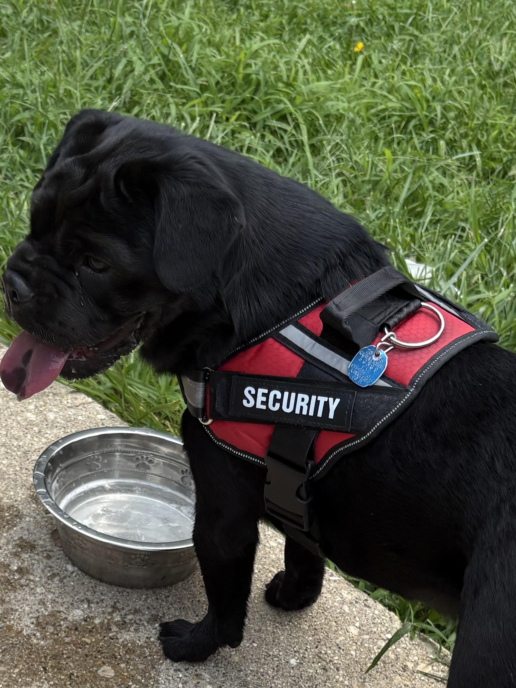 Enlarge Sally, a Adopted Shar-Pei in Rockford, IL image 2/3