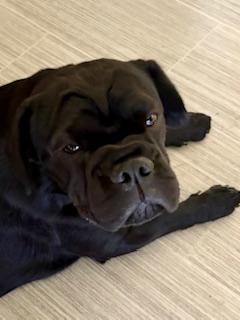 Enlarge Sally, a Adopted Shar-Pei in Rockford, IL image 3/3