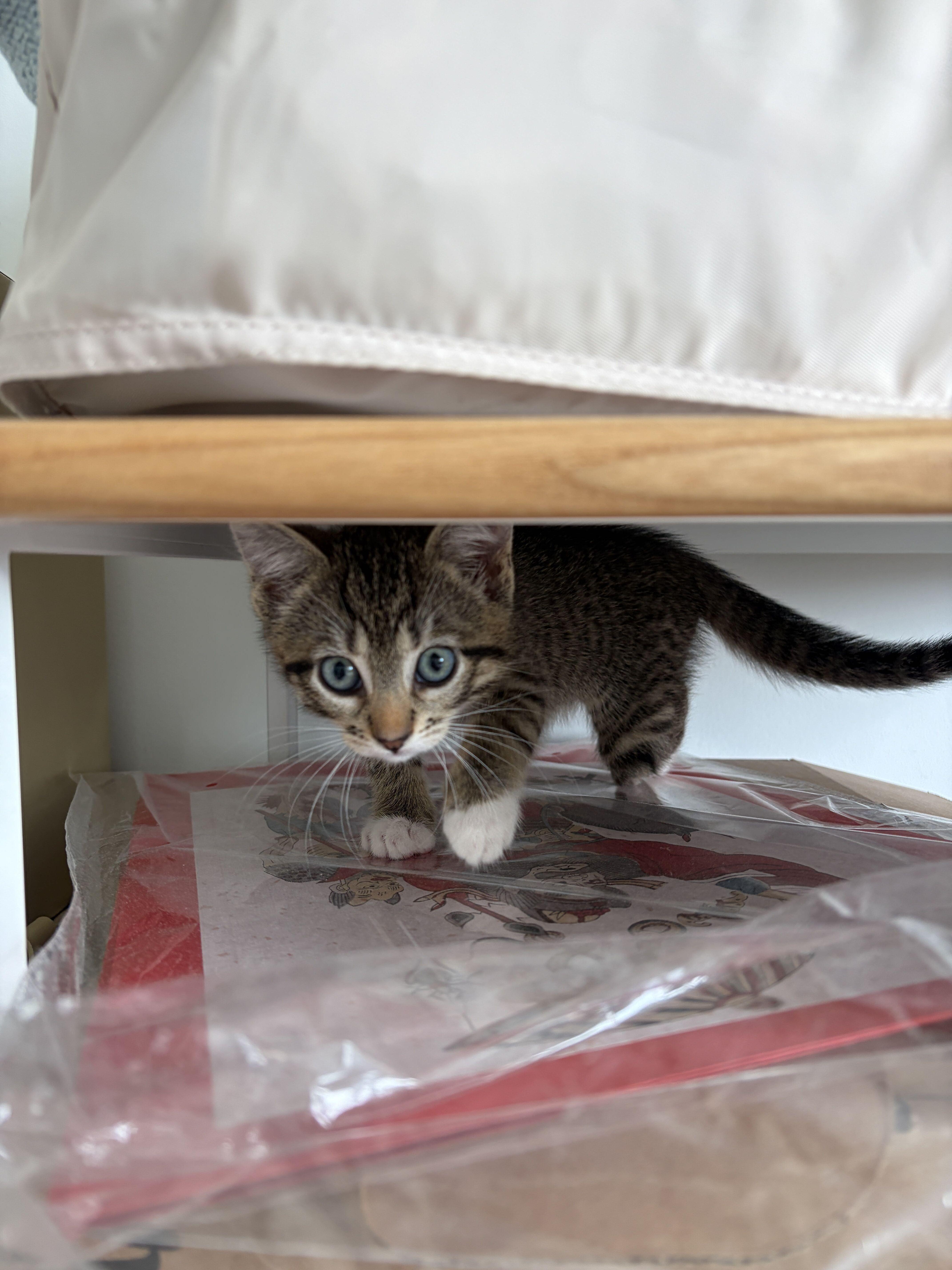 Enlarge Kimi (Bonded to Haiku), a Adoptable Domestic Short Hair in Long Island City, NY image 5/5