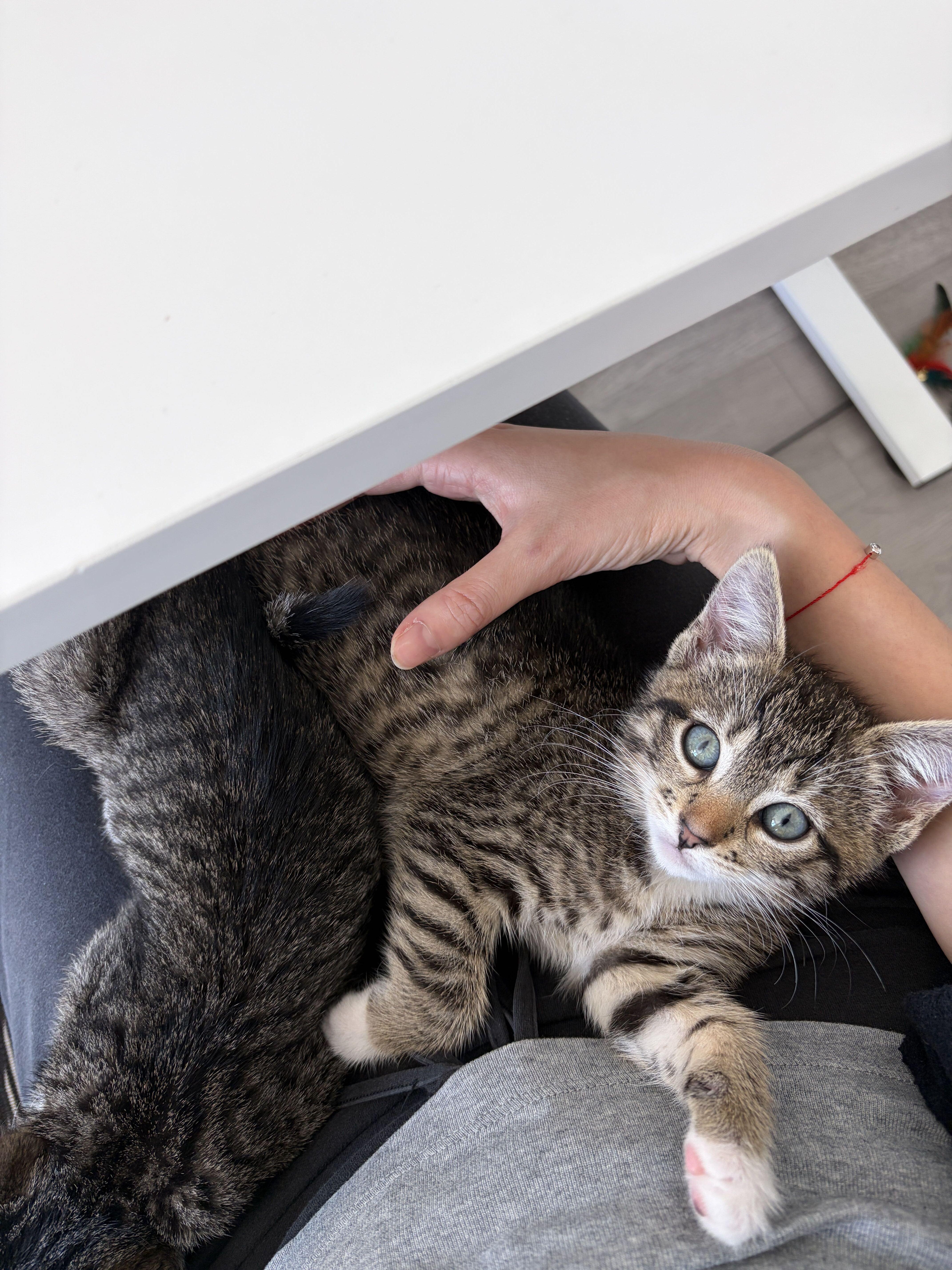 Enlarge Kimi (Bonded to Haiku), a Adoptable Domestic Short Hair in Long Island City, NY image 1/5