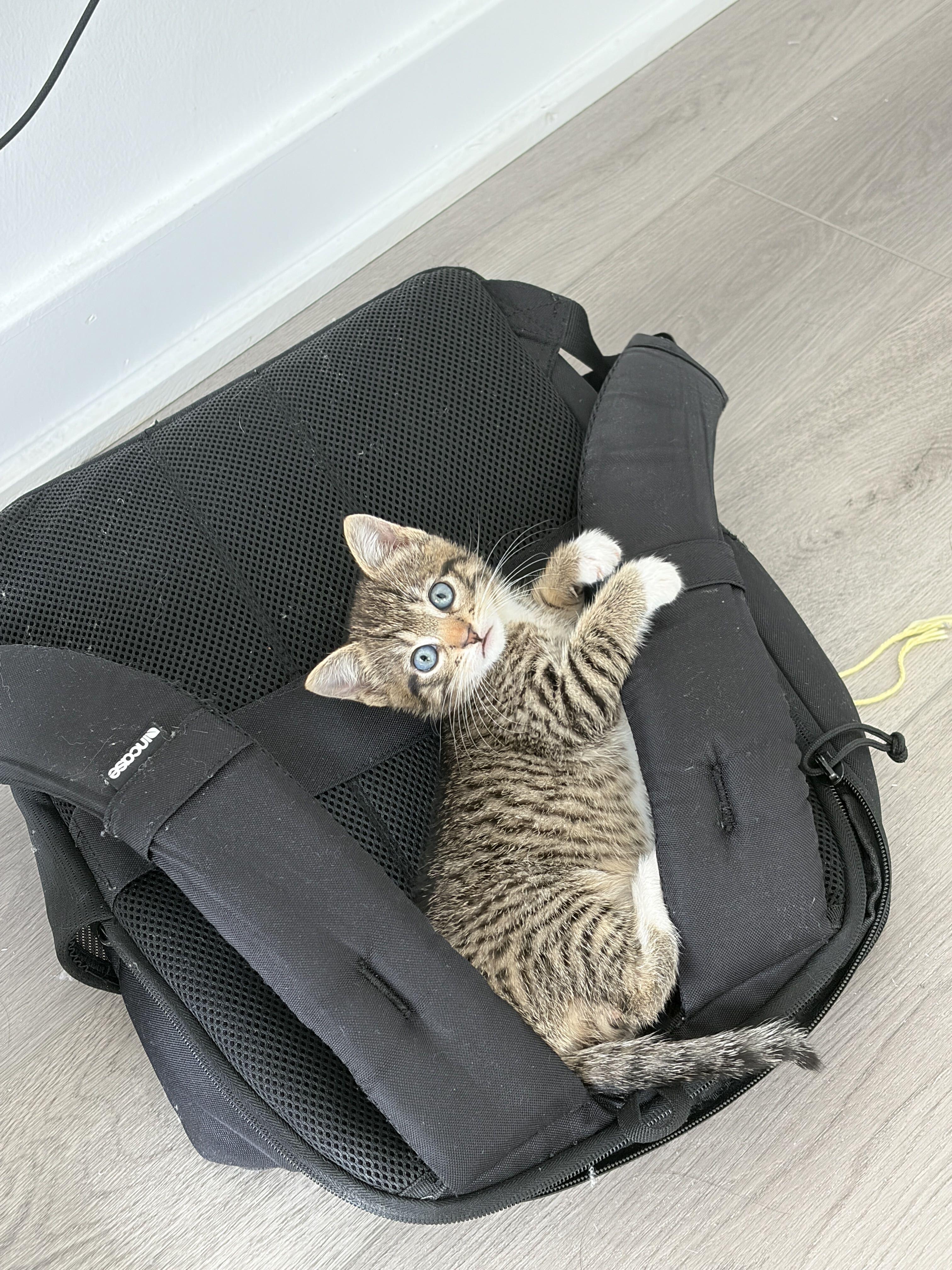 Enlarge Kimi (Bonded to Haiku), a Adoptable Domestic Short Hair in Long Island City, NY image 4/5