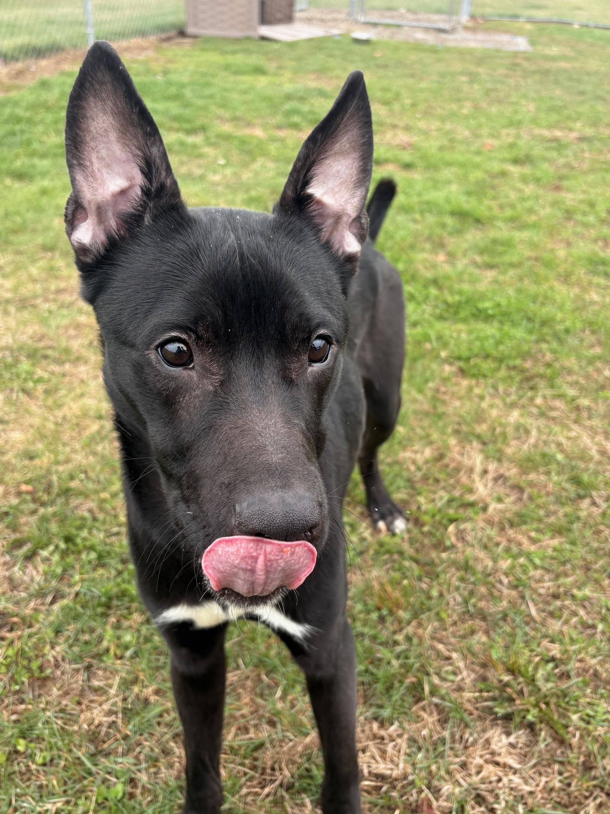 Enlarge Phantom, a ADOPTABLE mixed breed in Ionia, MI image 6/6