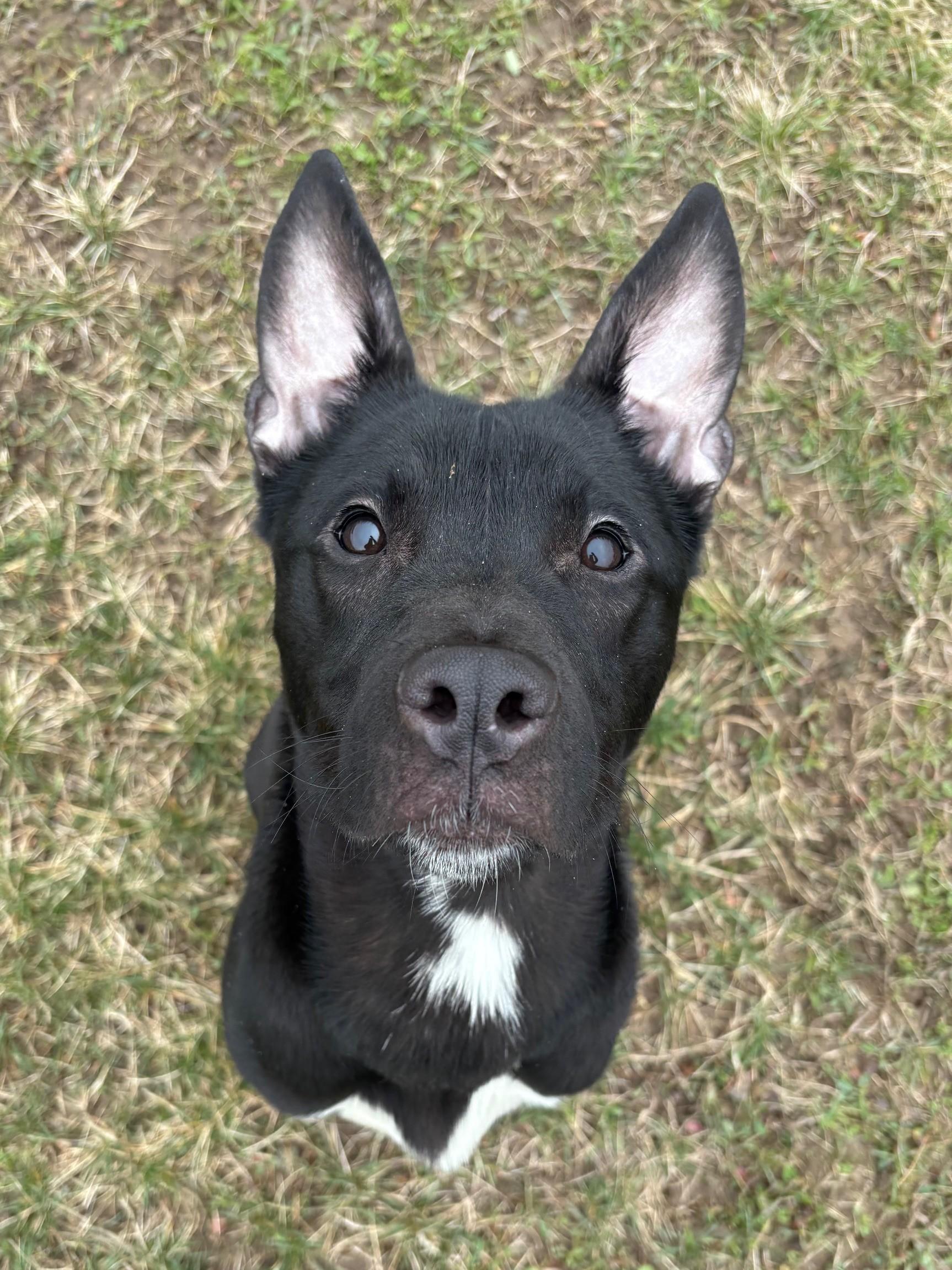 Enlarge Phantom, a ADOPTABLE mixed breed in Ionia, MI image 1/6