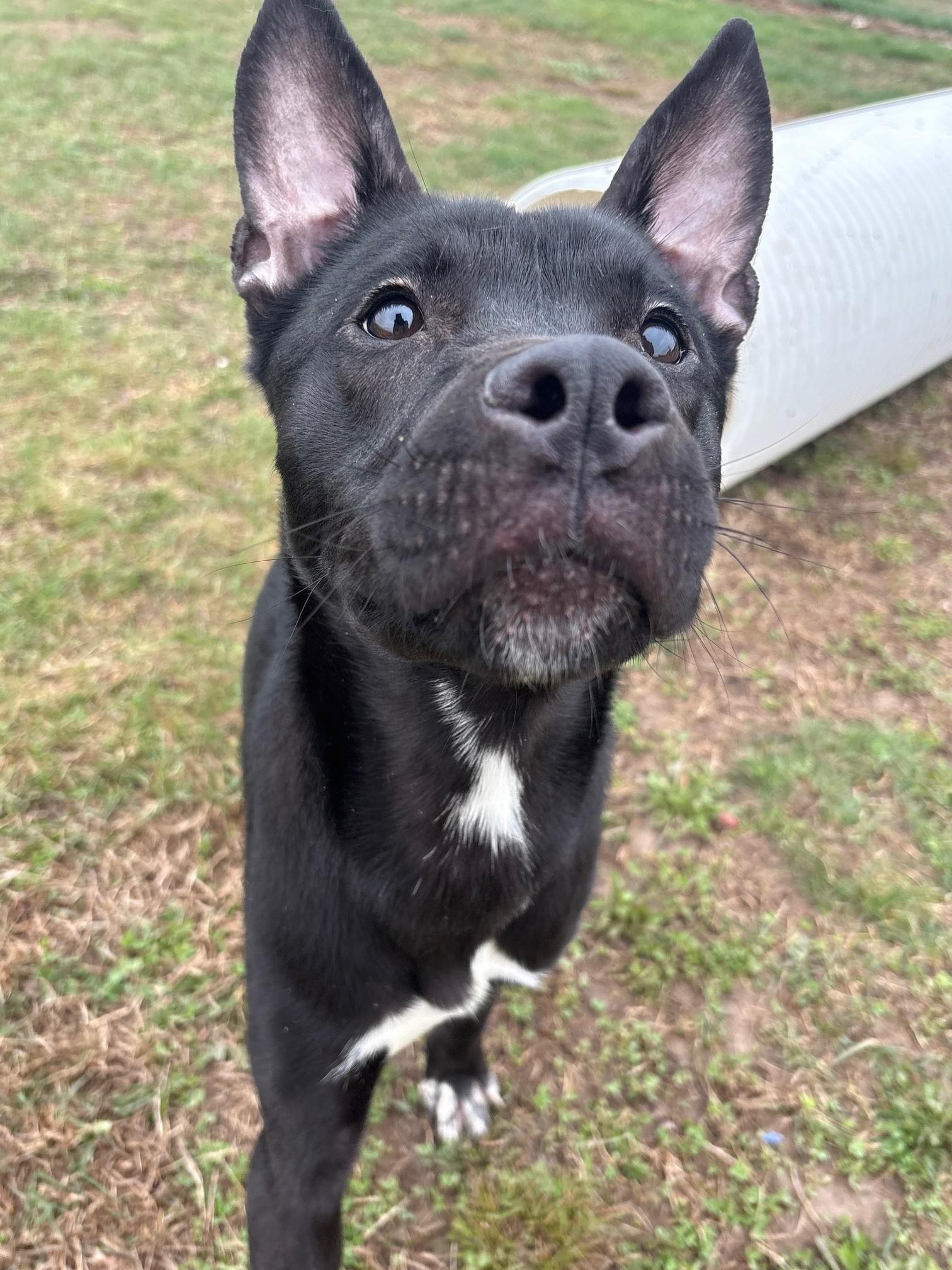 Enlarge Phantom, a ADOPTABLE mixed breed in Ionia, MI image 3/6