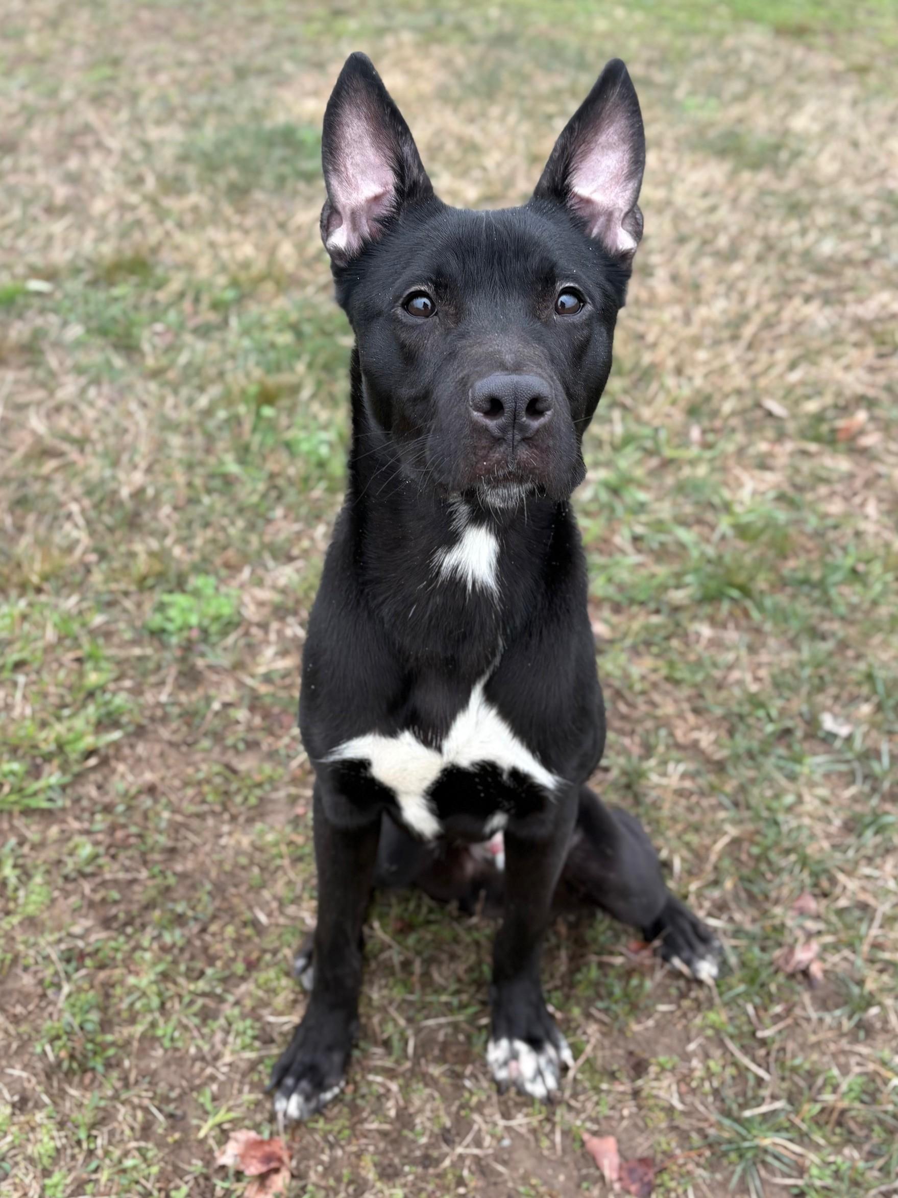 Enlarge Phantom, a ADOPTABLE mixed breed in Ionia, MI image 4/6