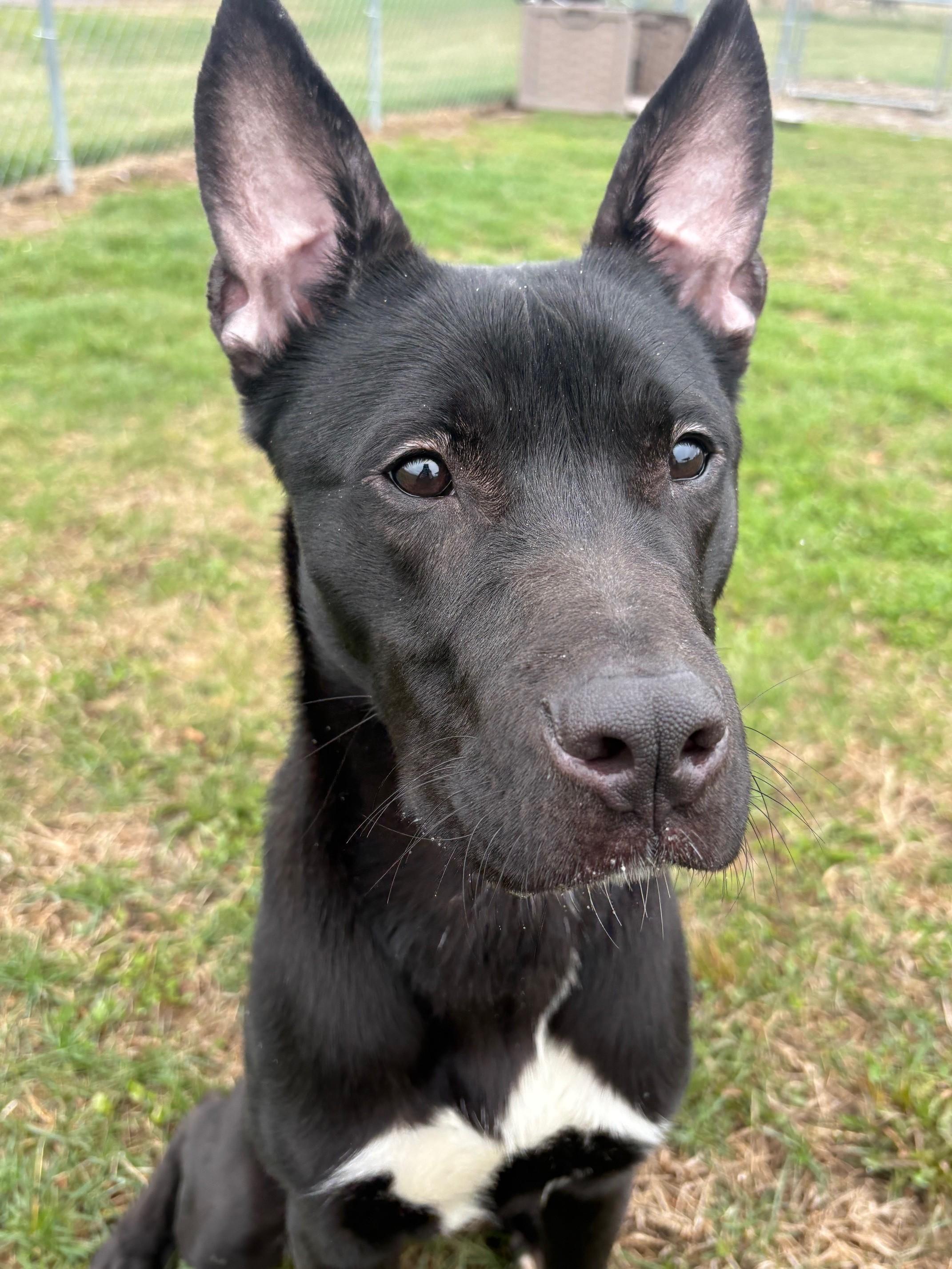 Enlarge Phantom, a ADOPTABLE mixed breed in Ionia, MI image 5/6