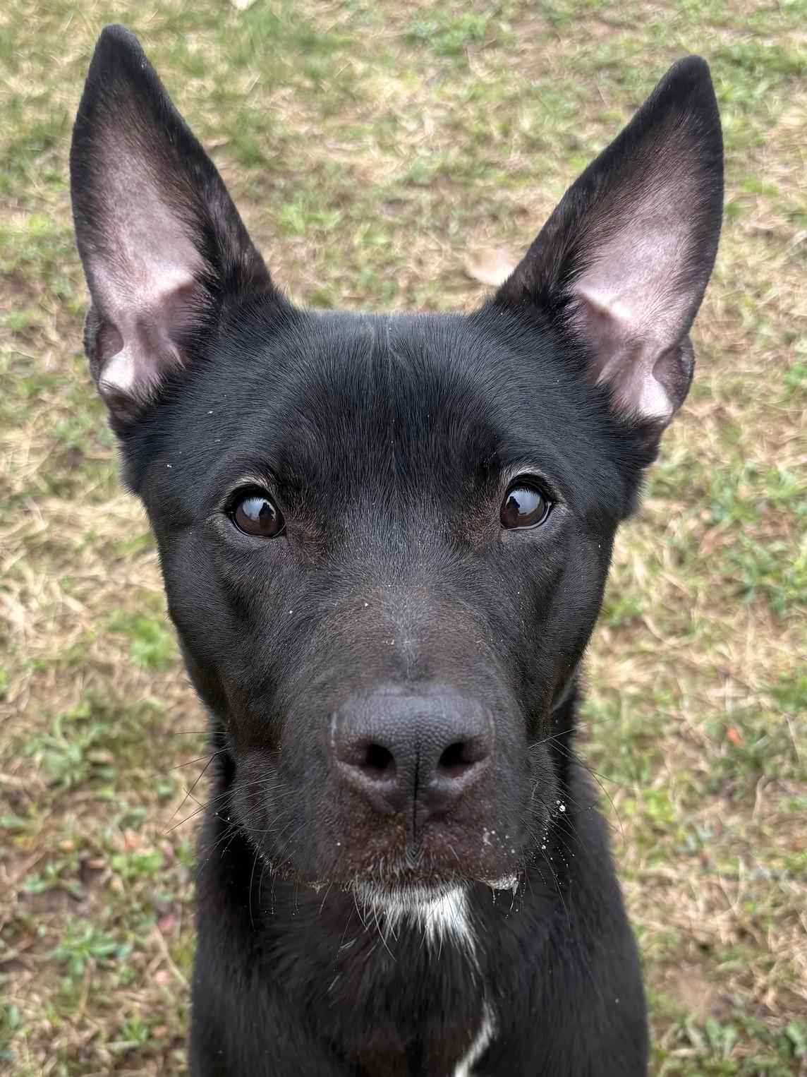 Enlarge Phantom, a ADOPTABLE mixed breed in Ionia, MI image 2/6