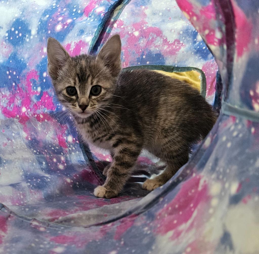 Lark, Adoptable, Kitten Female Domestic Short Hair.
