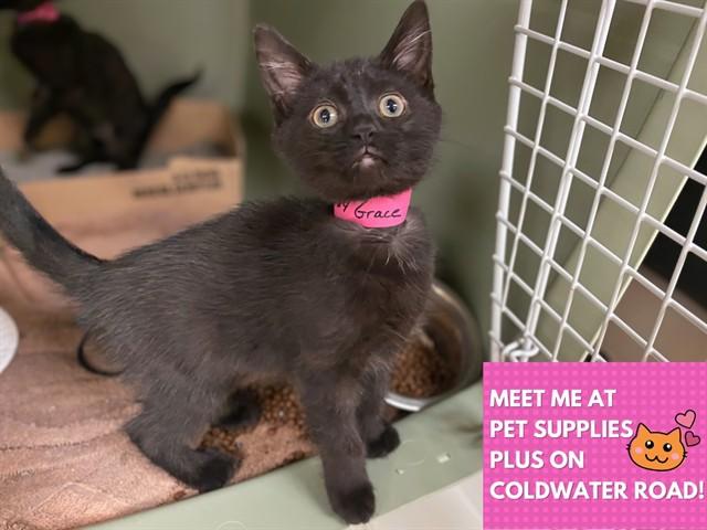 Enlarge GRACIE, a Adoptable Domestic Short Hair in Fort Wayne, IN image 1/1