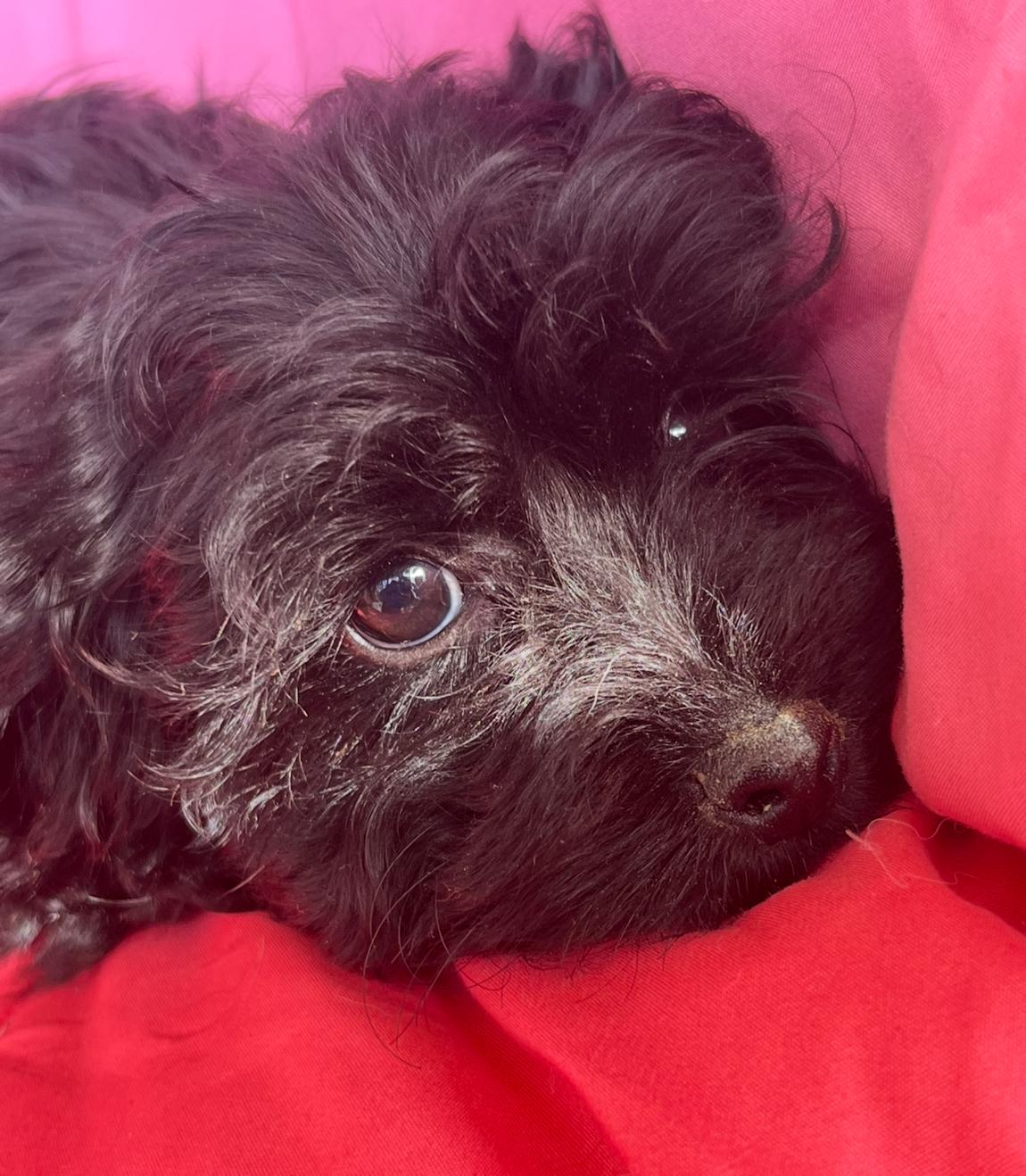 Enlarge Phoebe, an adopted mixed breed in Rock Hill, SC image 3/3