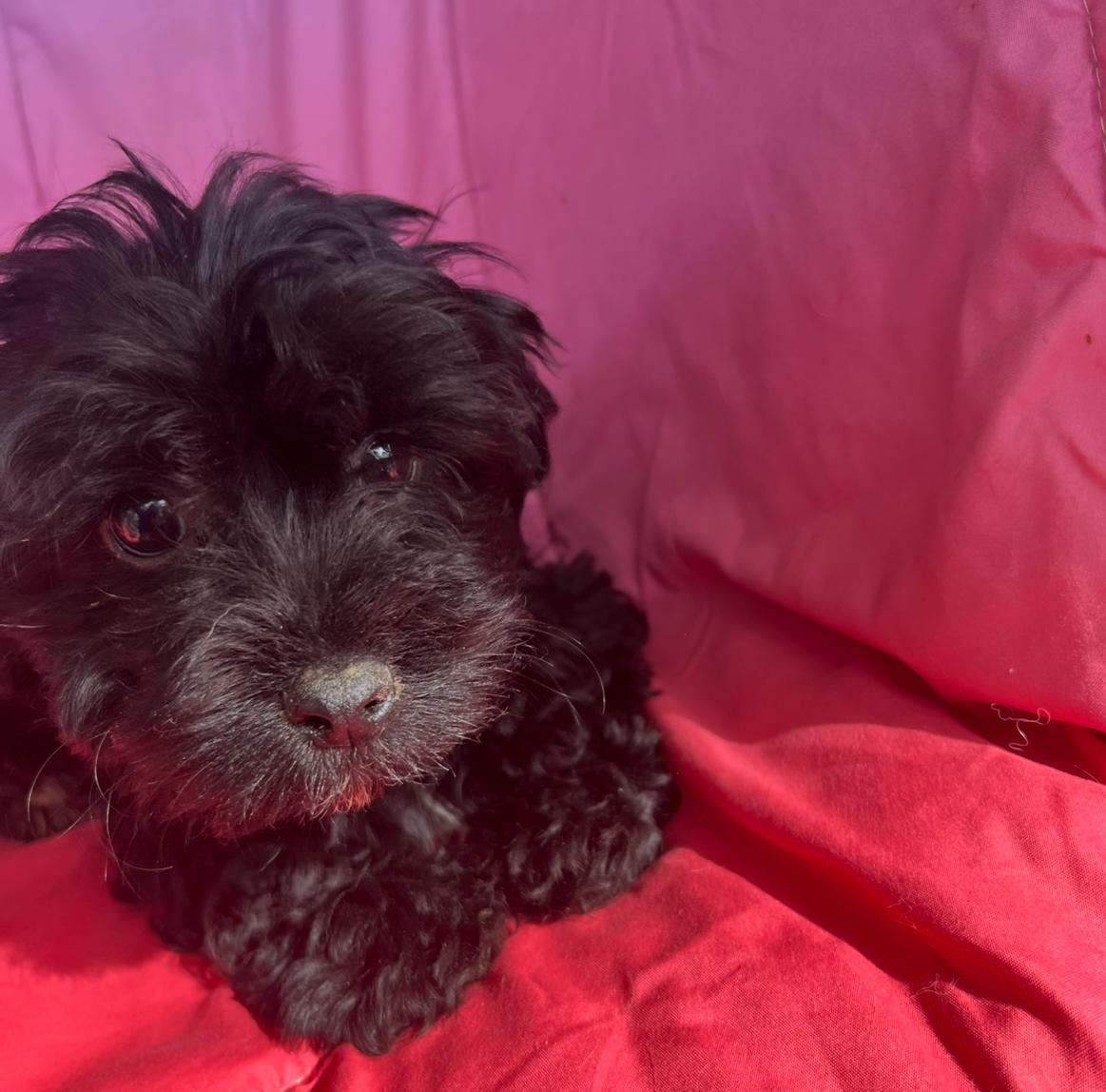 Phoebe, adopted, Puppy Female Spaniel & Poodle (Toy).