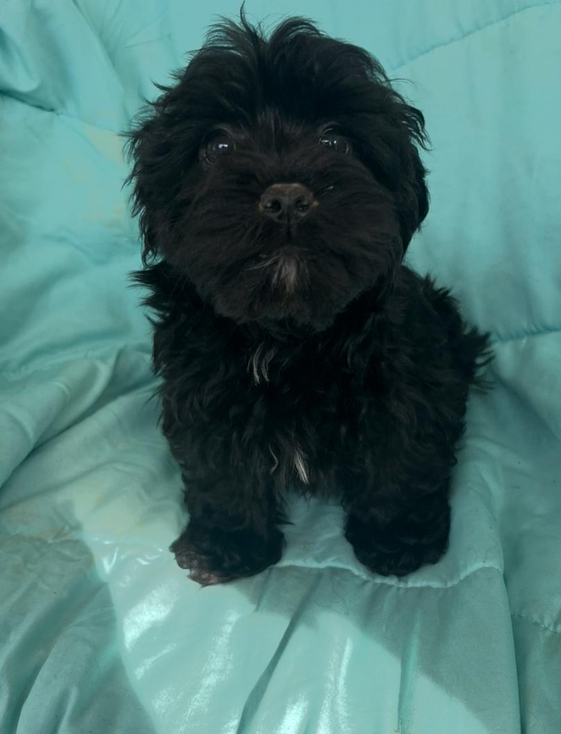 Enlarge Phoebe, an adopted mixed breed in Rock Hill, SC image 2/3