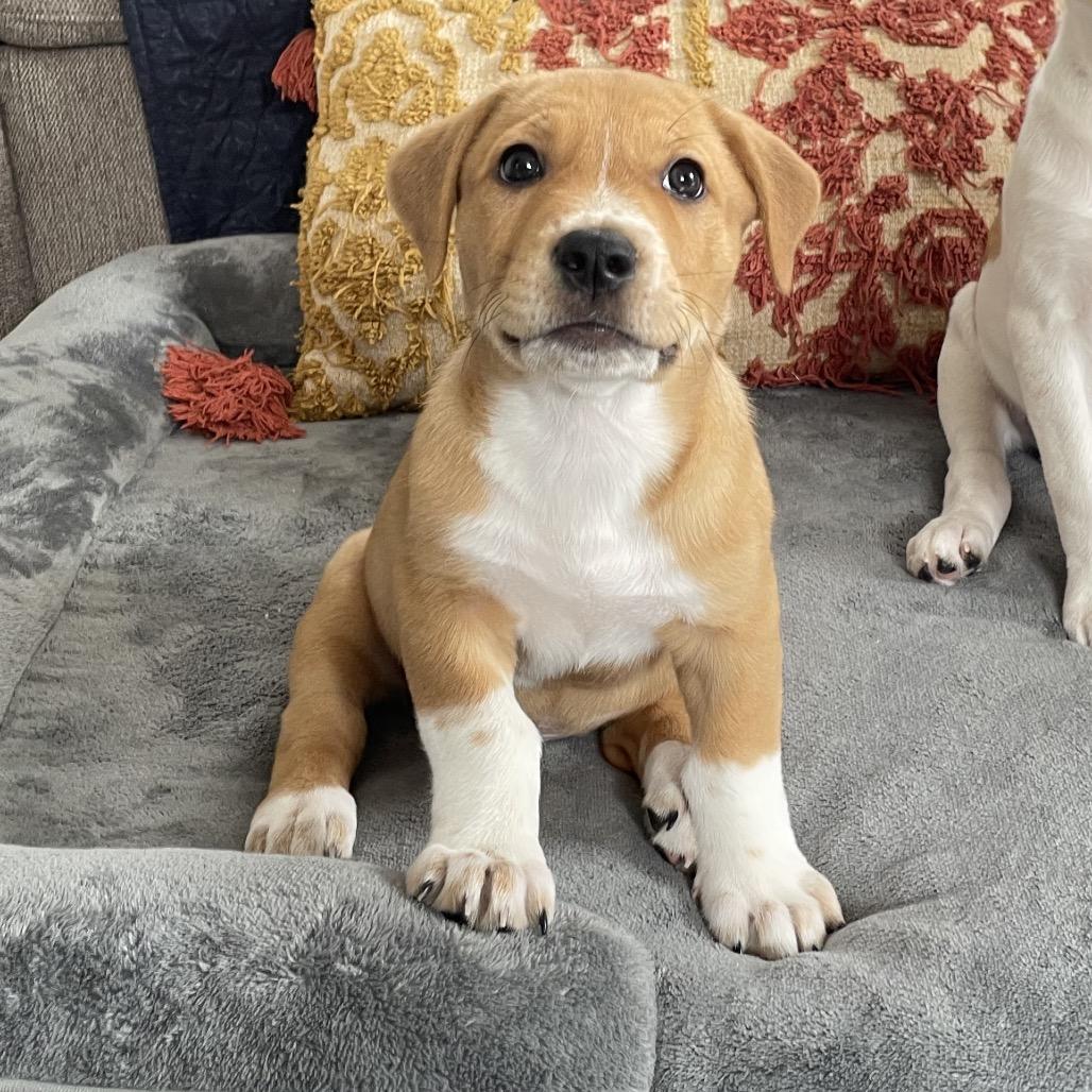 Polo, Adoptable, Young Male Collie.