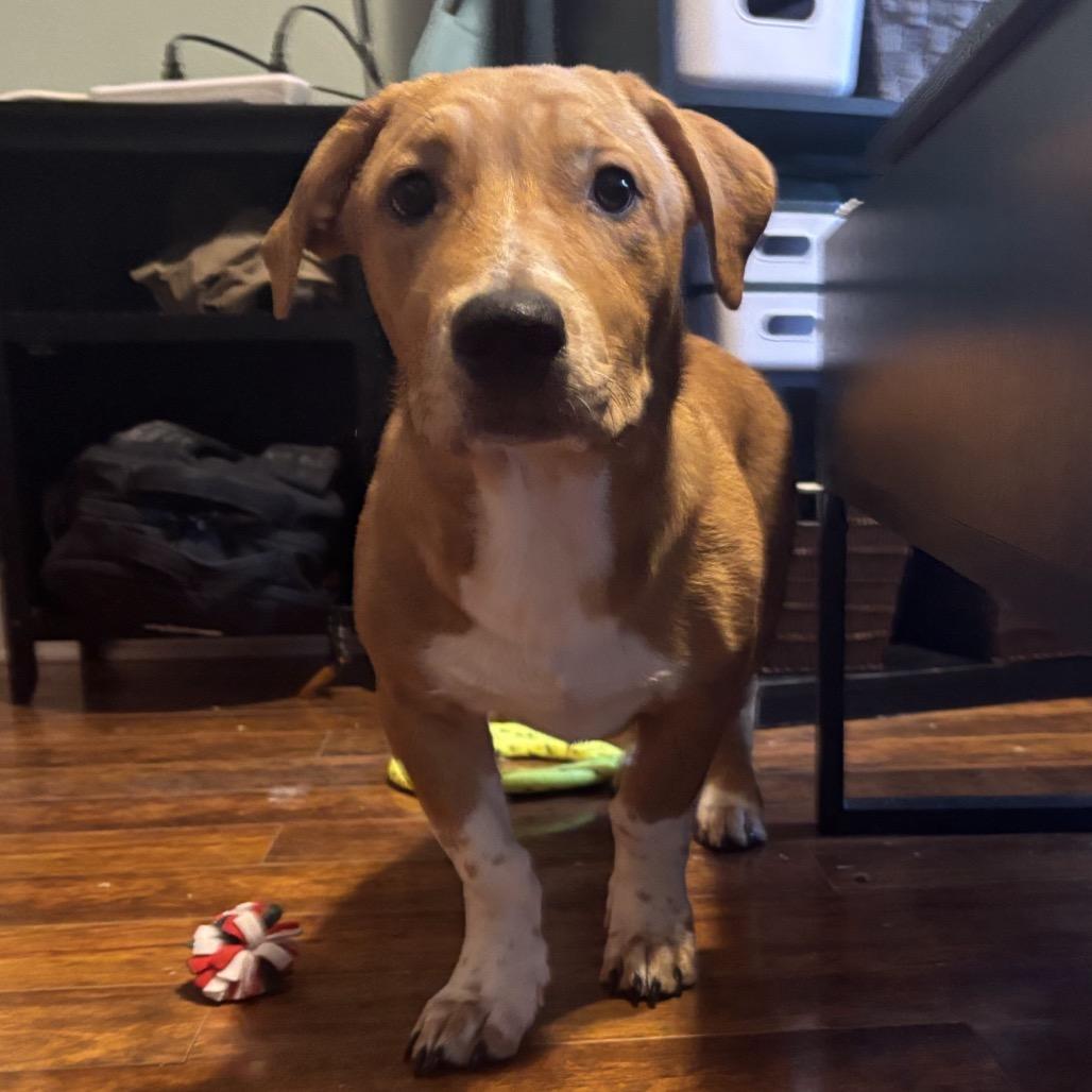 Polo, Adoptable, Young Male Collie.