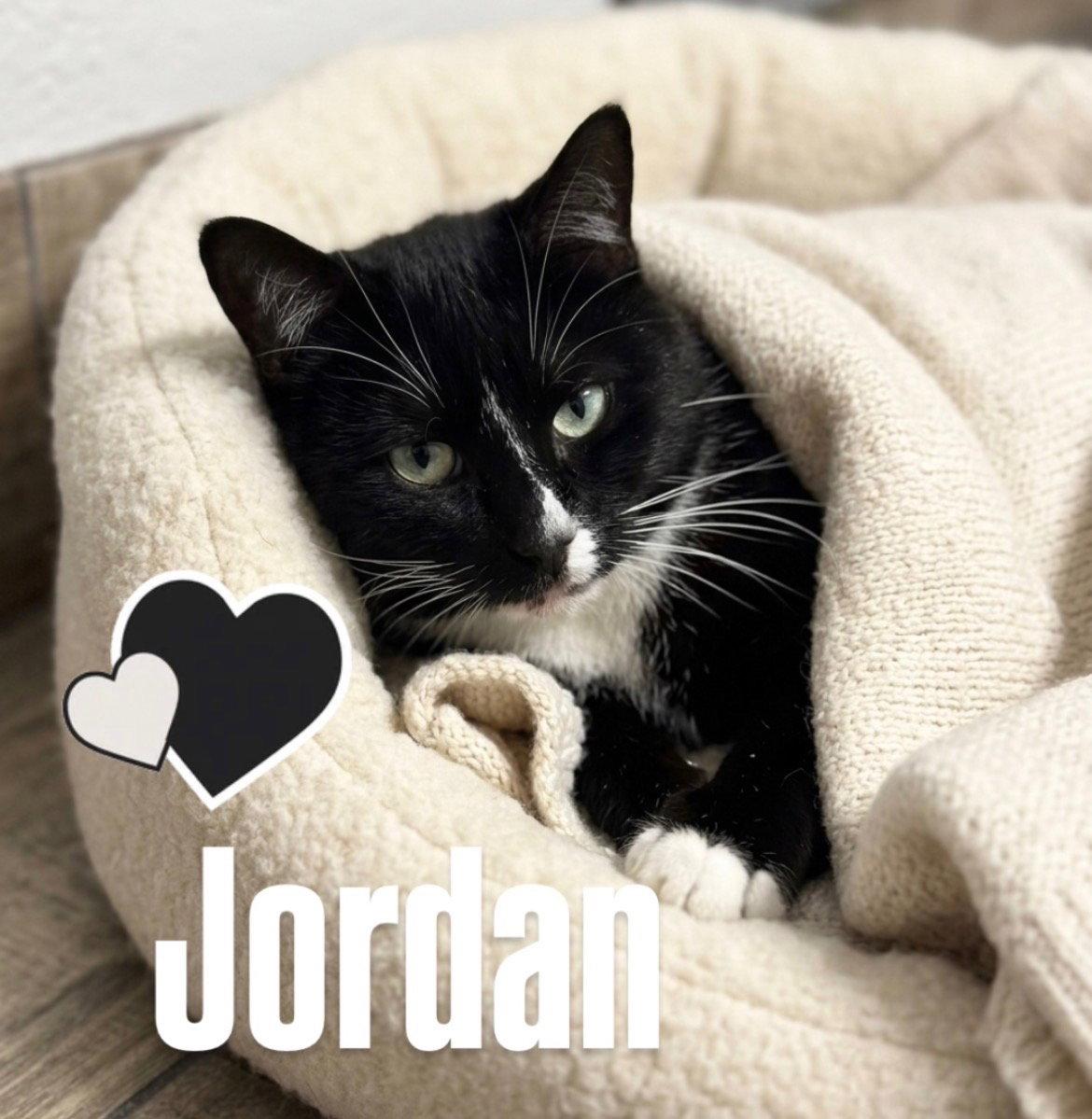 Jordan, Adoptable, Adult Male Tabby.