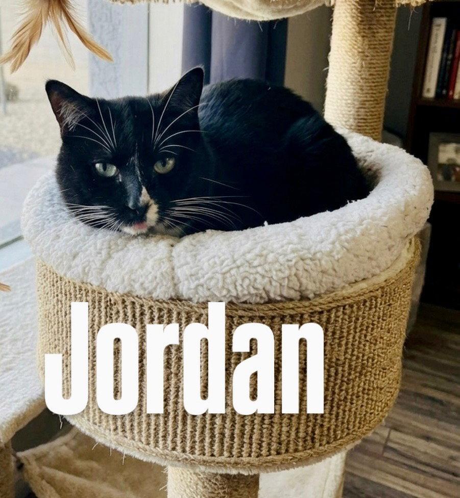 Enlarge Jordan, a Adoptable Tabby in Chandler, AZ image 2/3