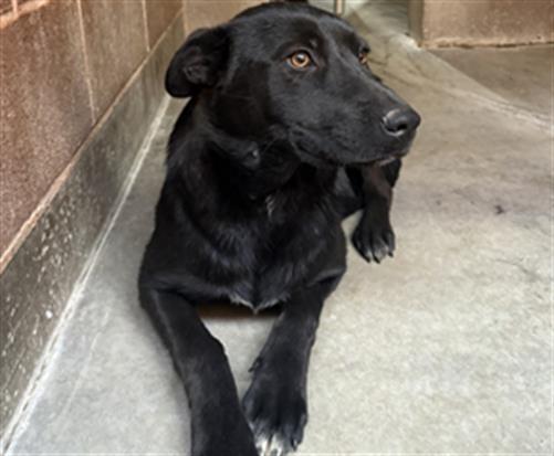 Enlarge A210227, a Adoptable mixed breed in Olivehurst, CA image 1/1