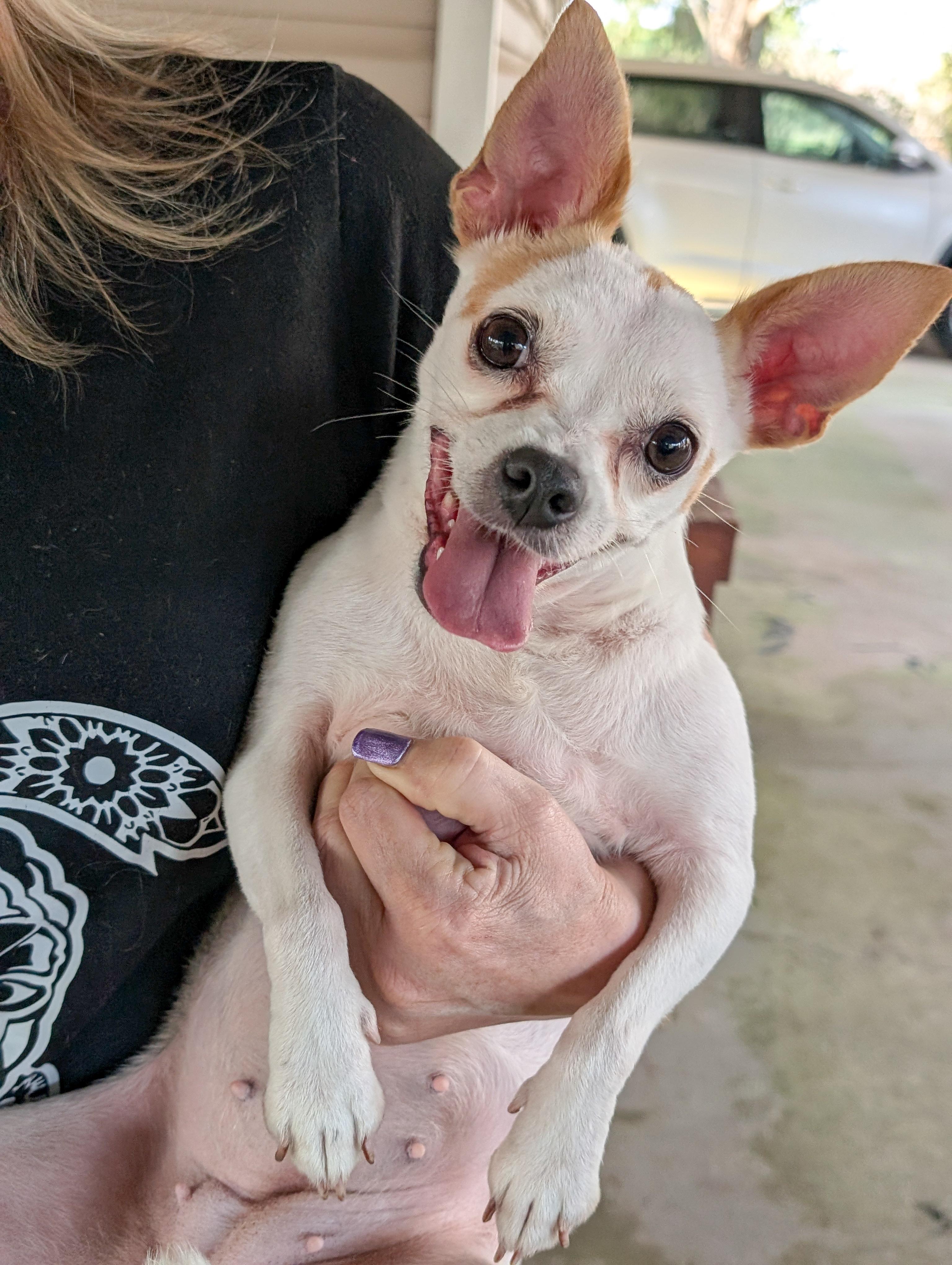Ella, an adopted mixed breed in Toms Brook, VA image 5/6