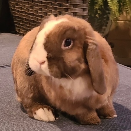 Piccolo, Adopted, Adult Male Holland Lop.